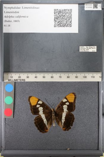 Media type: image;   Entomology 140946